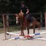 amino-Only Madi Equestrian-f6b7147b