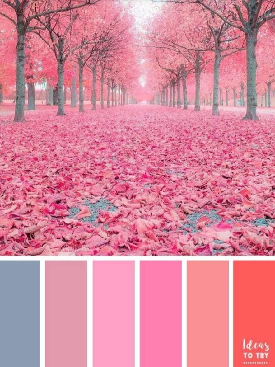 розовая палитра цветов фото