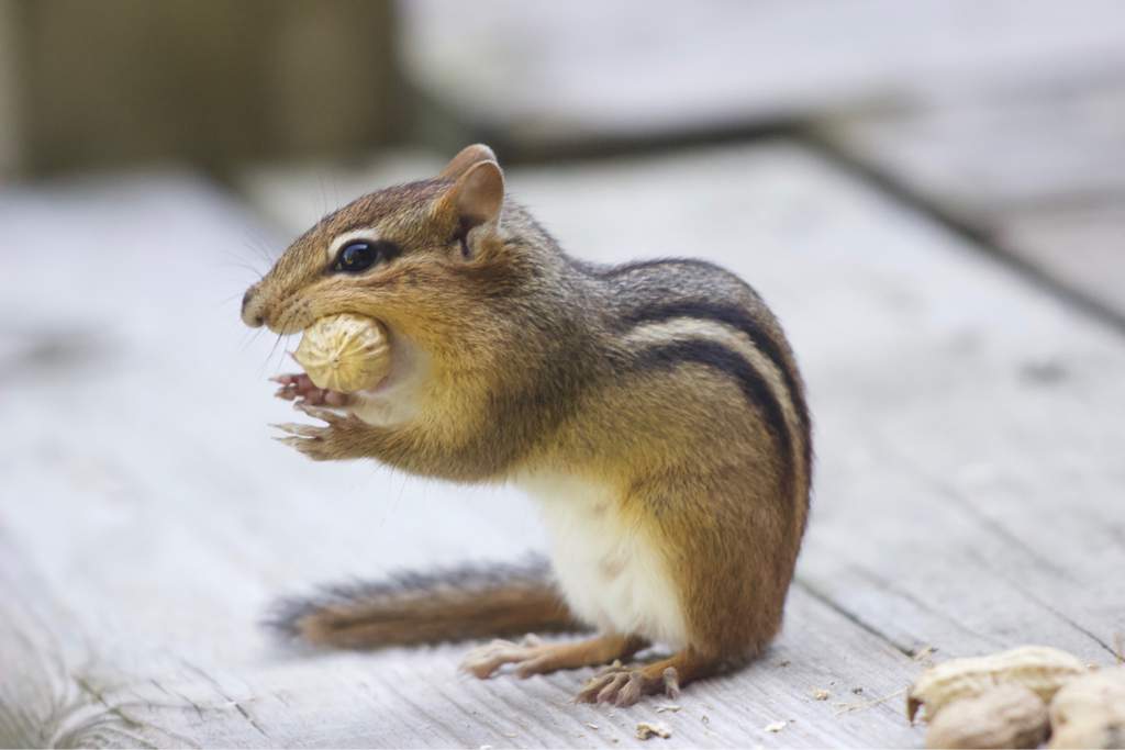 why do chipmunks have big cheeks