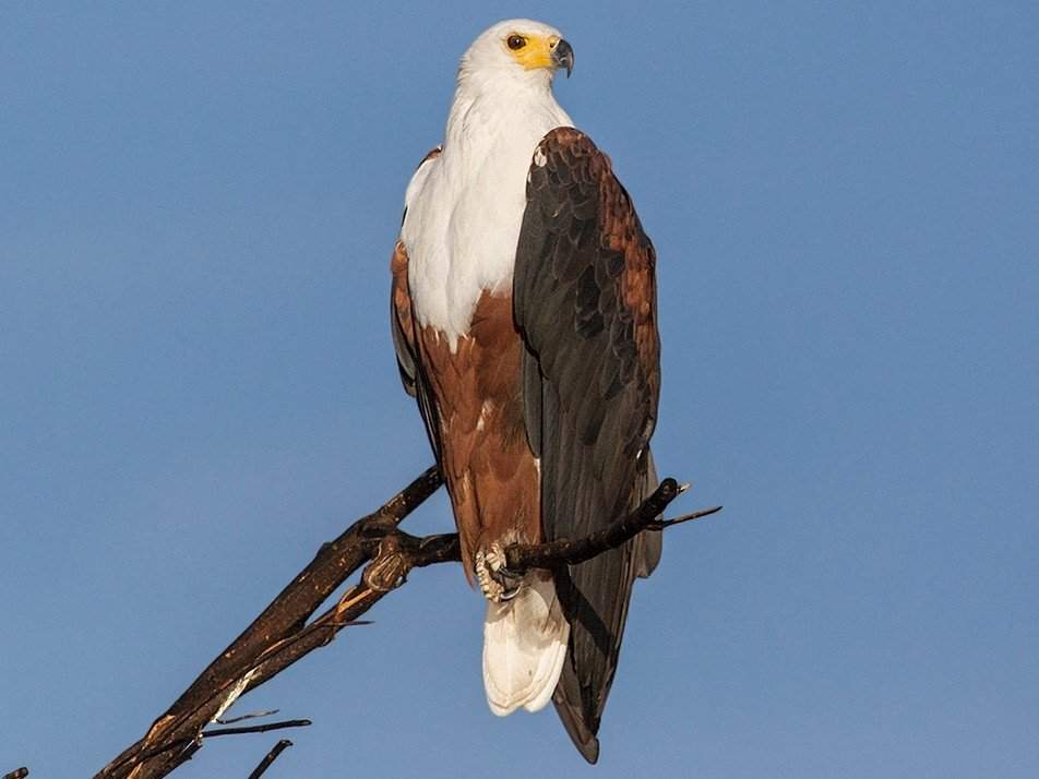 African fish eagle facts | • Lion King Amino • Amino