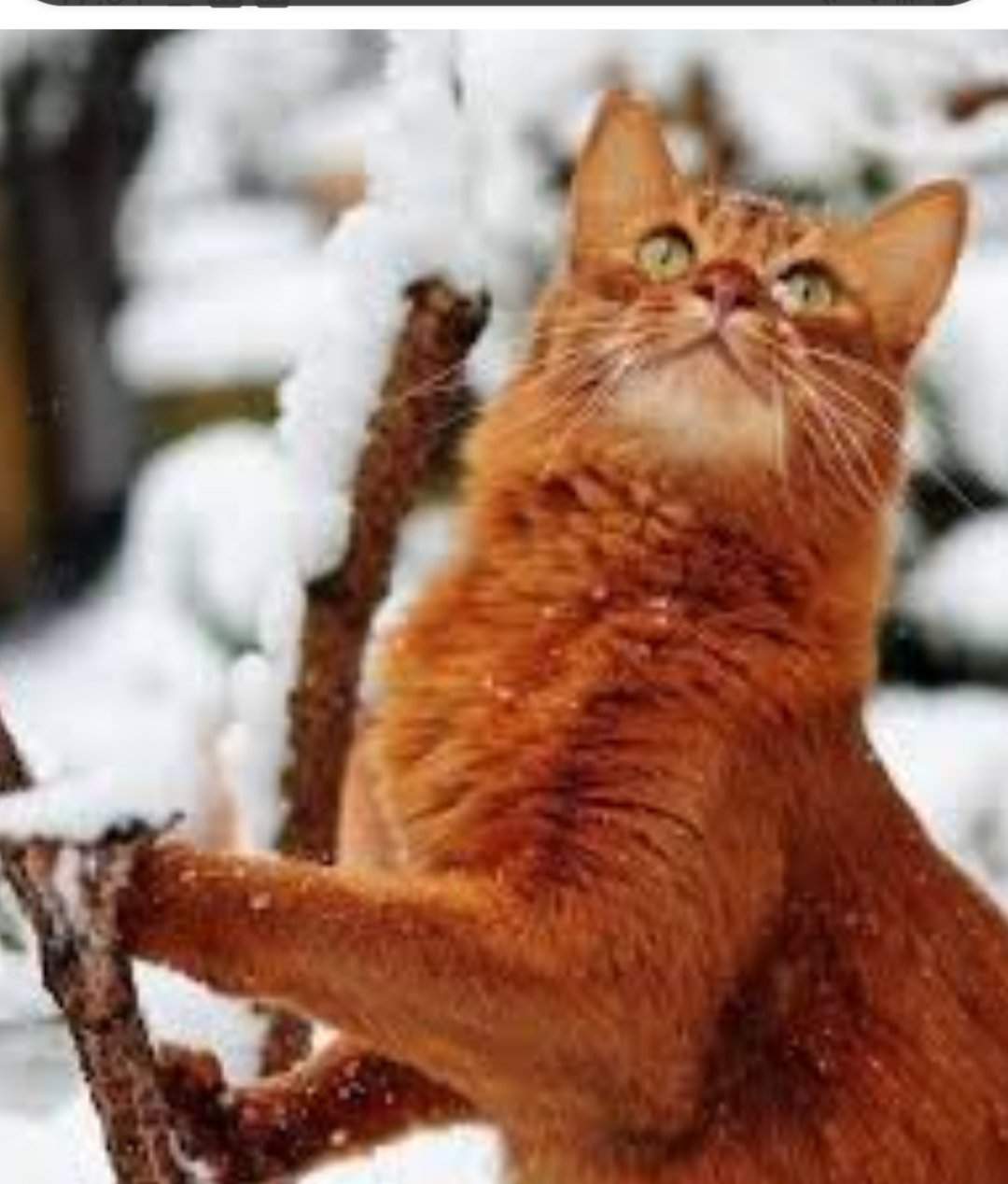 Рыжий кот зима