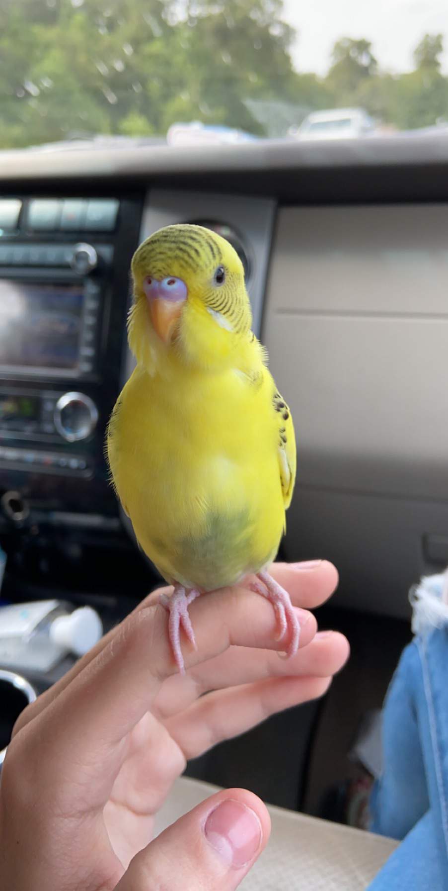 Stay Safe! | Budgie/Parakeet Amino Amino