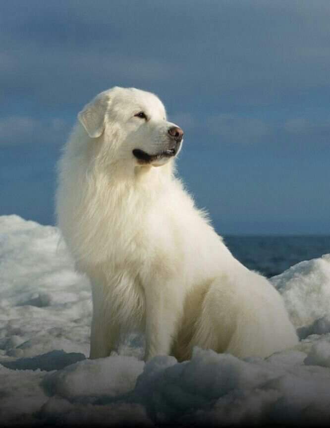 Крупная белая порода собак. Пиренейская Горная овчарка. Собака Пириней Пиренейская Горная. Пиренейский зенненхунд. Бериницскся Горная собака.
