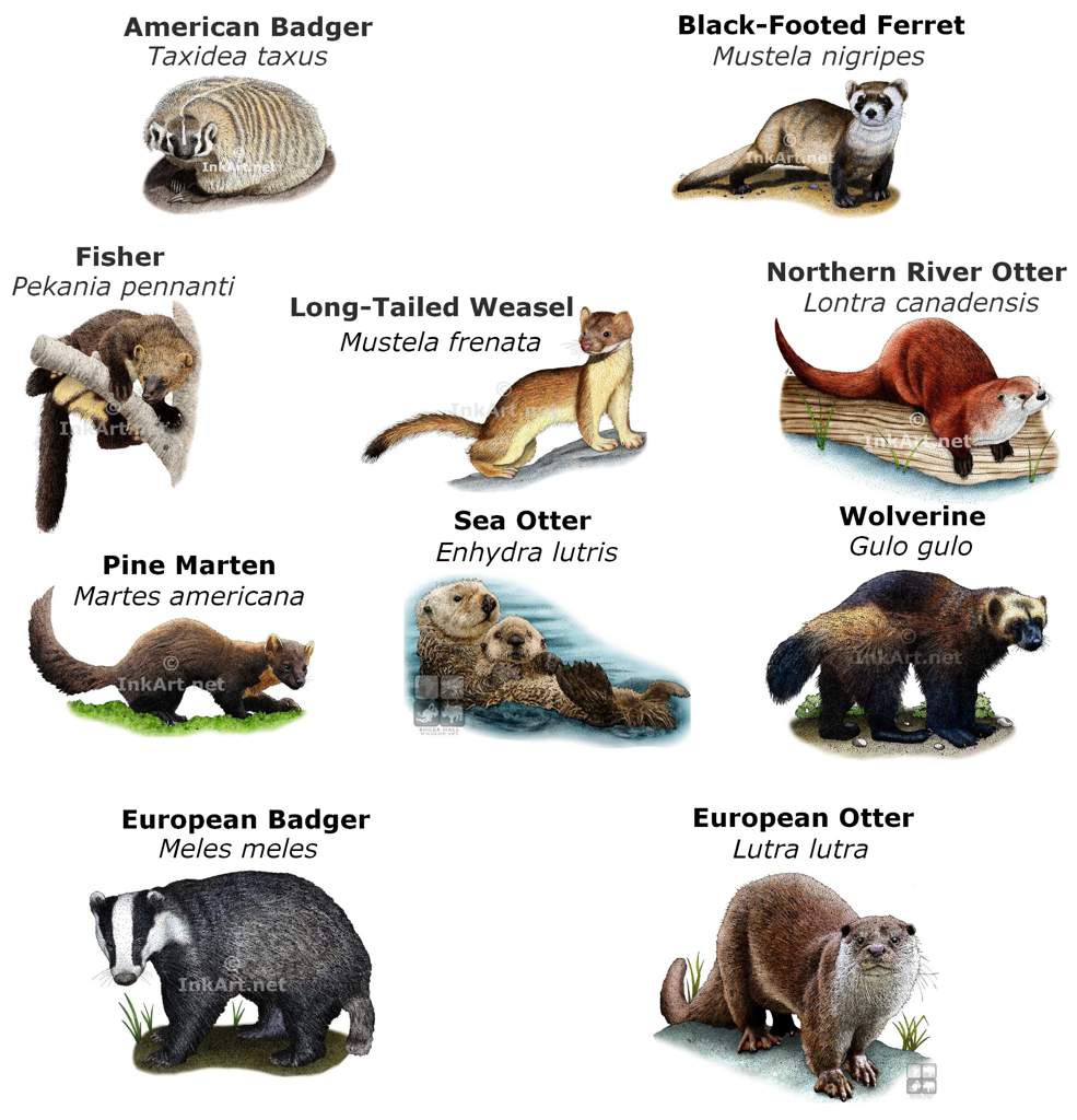 Weasel Family Tree