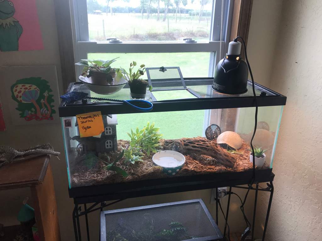 Updated ribbon snake enclosure | Reptiles Amino