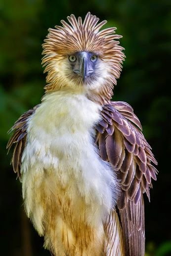 Águila filipina | Animales & Naturaleza Amino