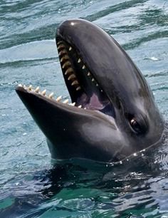 SCP-5171 (False False Killer Whale) | Wiki | SCP Foundation Amino