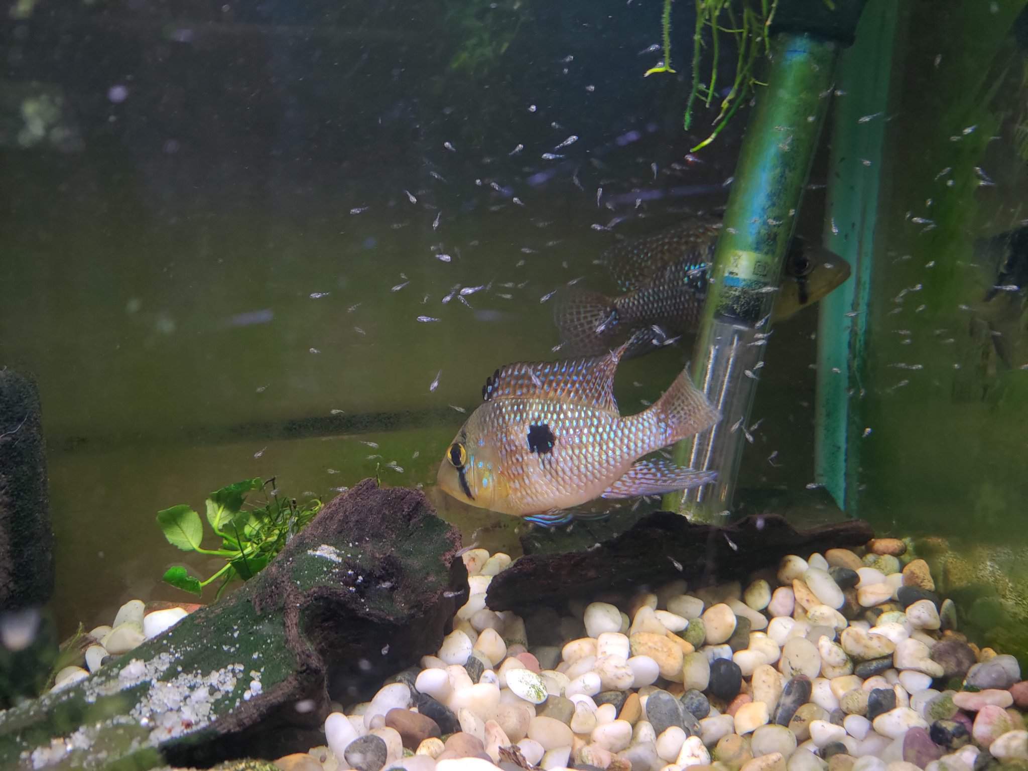 My pearl cichlids and their babies | Fishkeepers Amino Amino