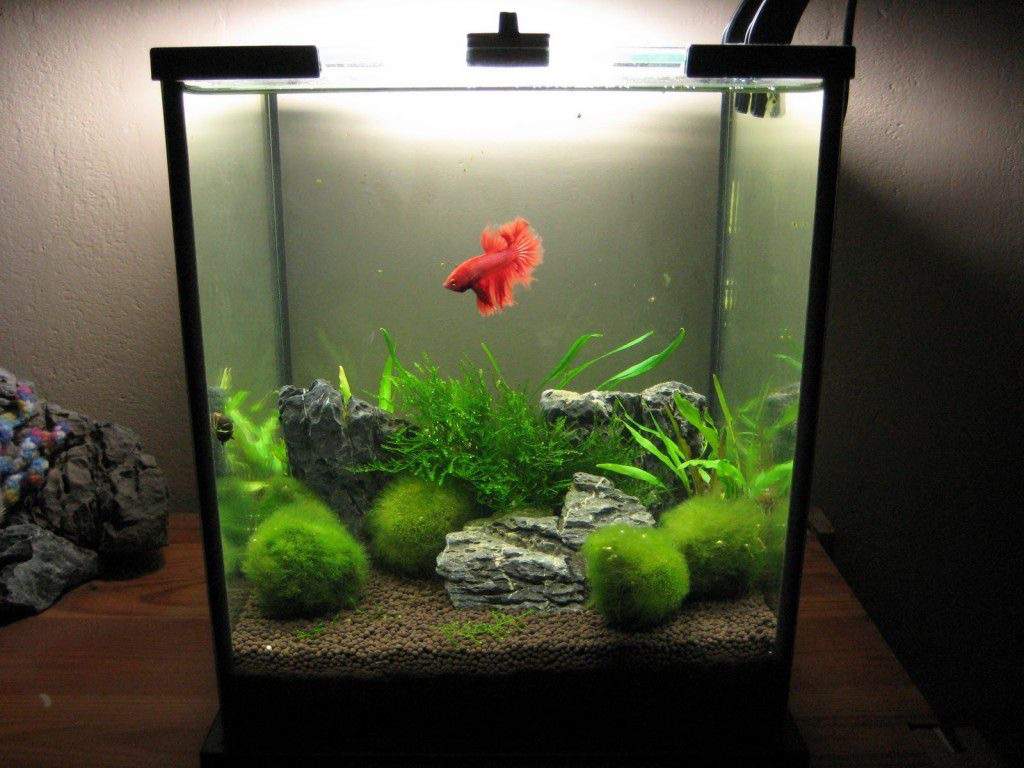 betta-care-guide-wiki-small-animal-welfare-amino-amino