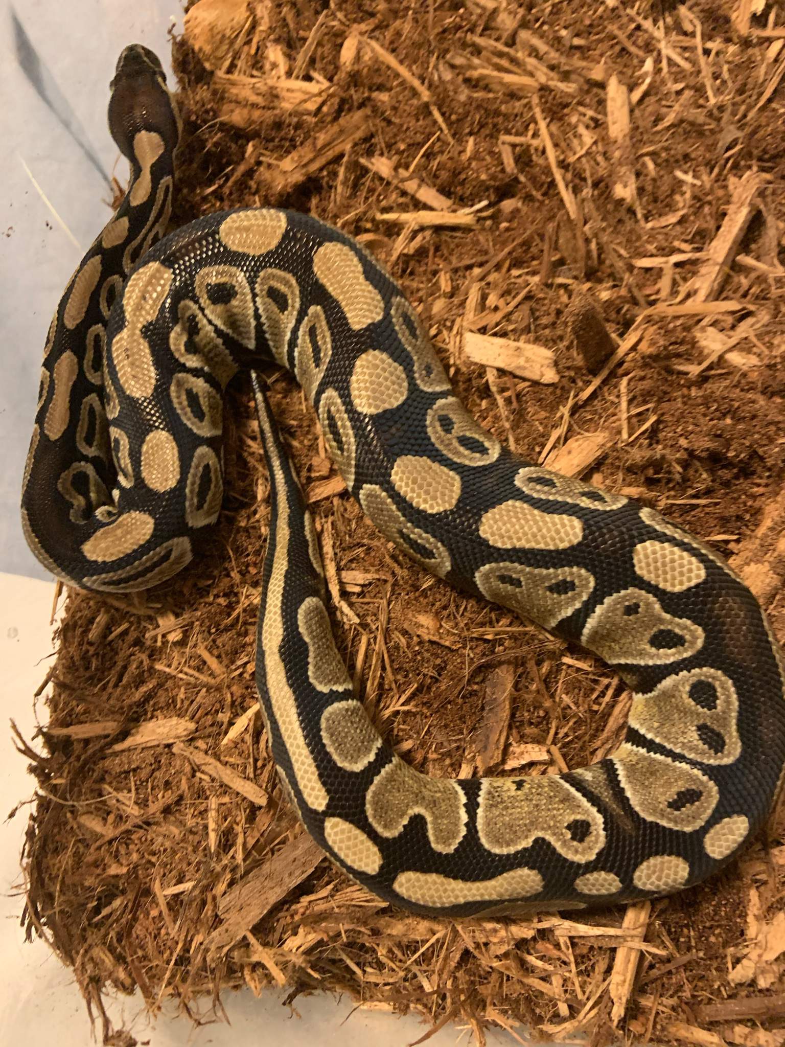 does my snake look overweight? and what to do about it? | Reptiles Amino