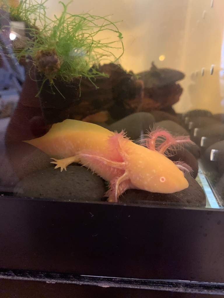 Axolotl Love Fishkeepers Amino Amino