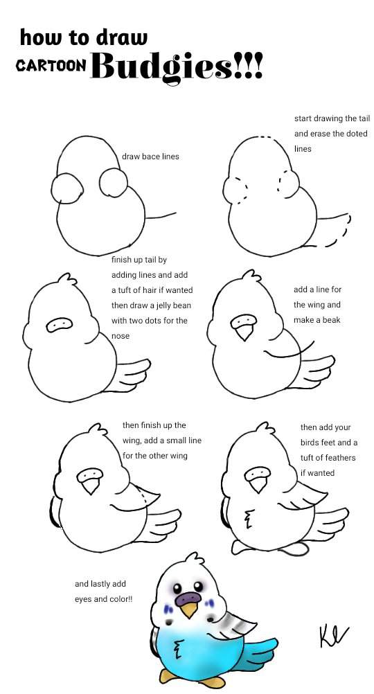 How to draw budgies!! | Budgie/Parakeet Amino Amino