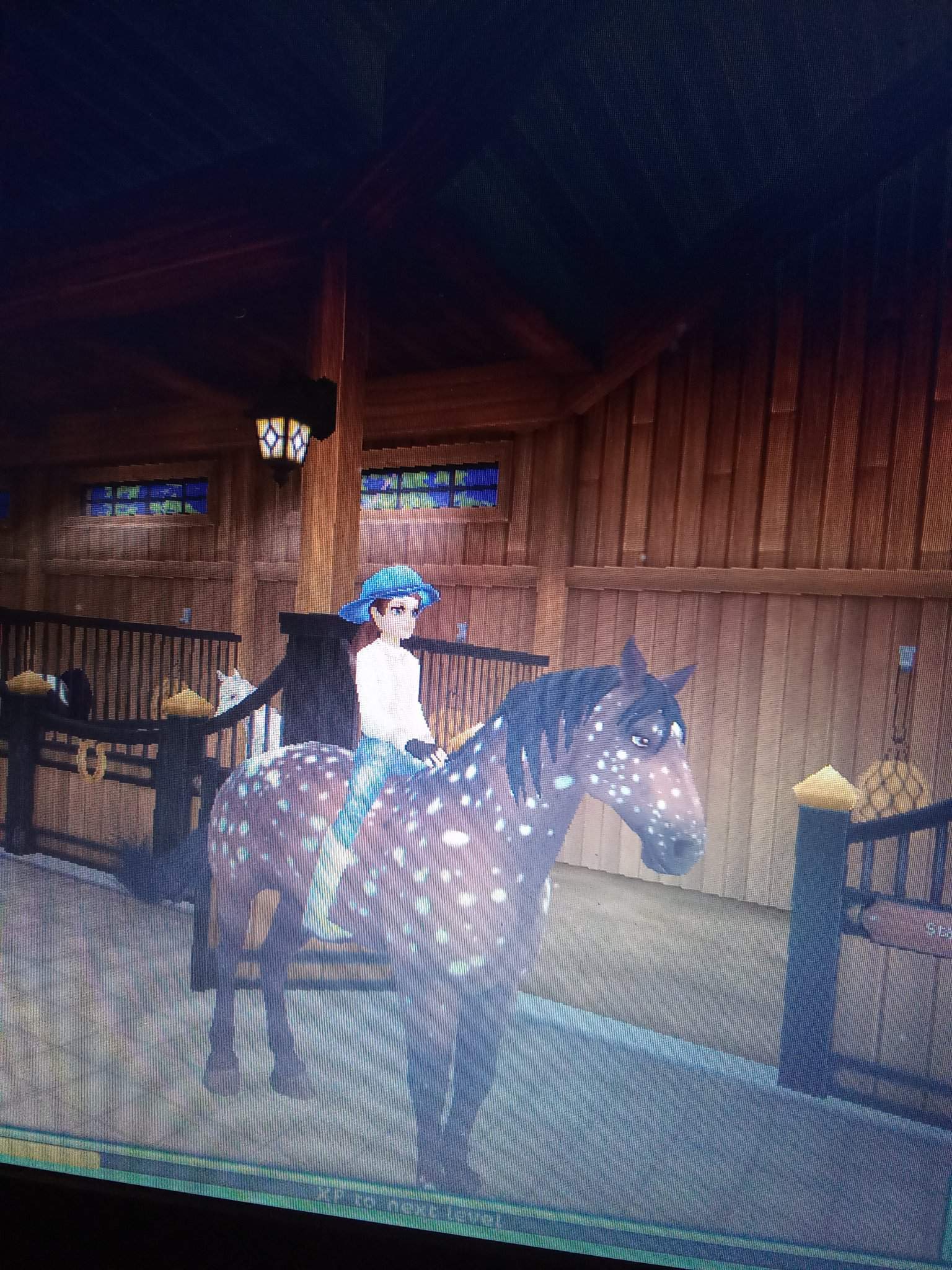 Skittles, Knabstrupper, LVL 1 | Wiki | Star Stable Online Amino