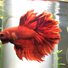 amino-Flare the betta [Hiatus]-e6b0dcea