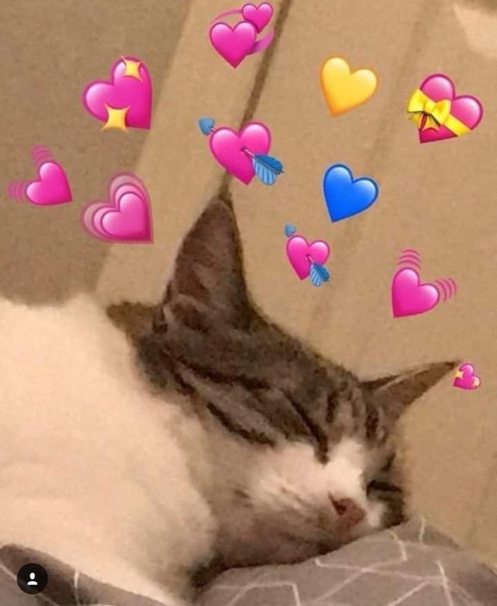 Сердечко котик