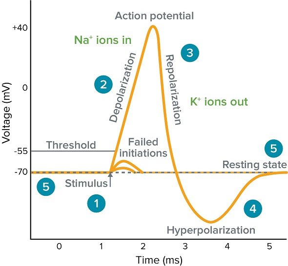 Oscillations And Connectivity 