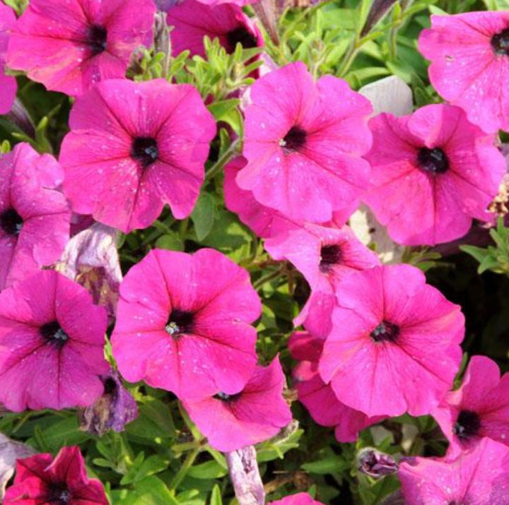 All about: Petunias | Wiki | Wiccan Amino