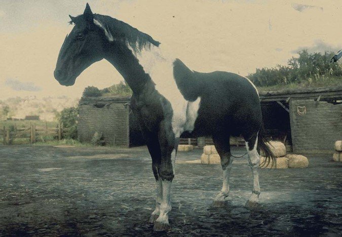 war horse breed