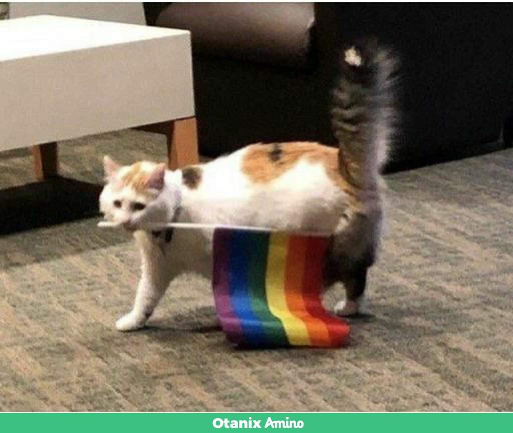 O gato lgbt | Wiki | Otanix Amino