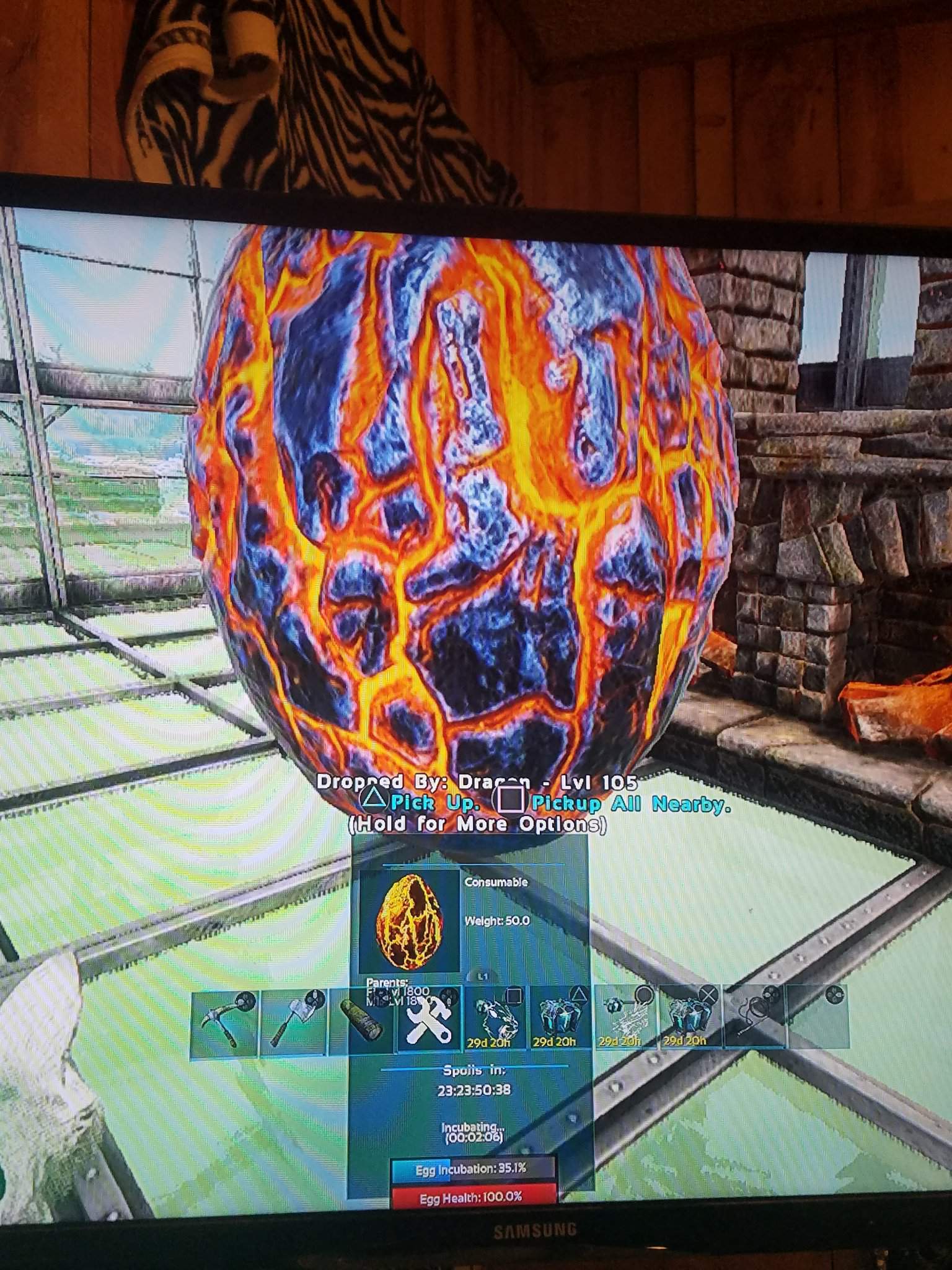 First time hatching a magma | Ark Survival Evolved Amino