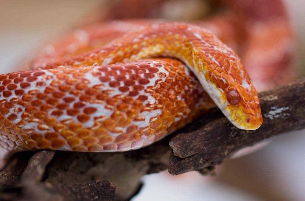 Corn Snake Care Guide | Wiki | Small Animal Welfare Amino Amino