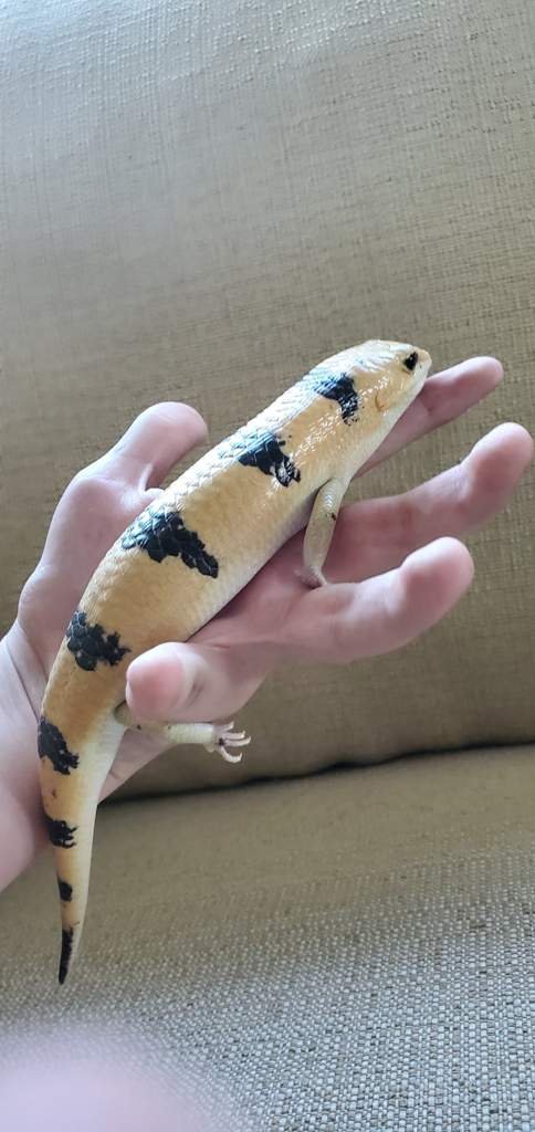 Peters banded skink and Pastel Ball Python | Reptiles Amino