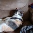 amino-catsdaybyday-3f8c028e