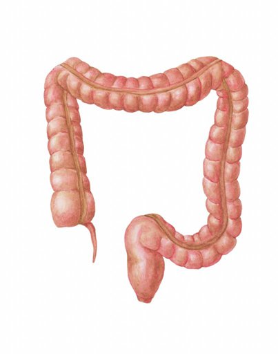 Толстая кишка рисунок. Толстый кишечник человека. Кишечник толстая кишка. Кишечник человека толстая кишка.
