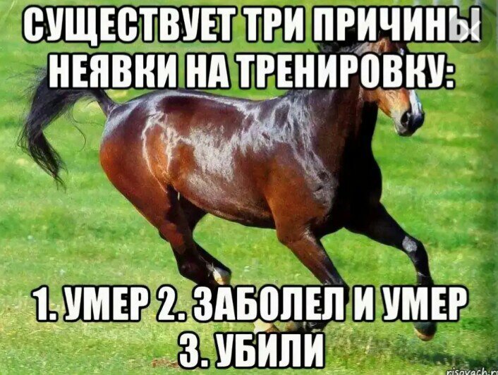 Хочу быть лошадью. Мемы с конями. Мемы про лошадей. Мемы про лошадей и конный спорт. Мемы про лошадей и конников.