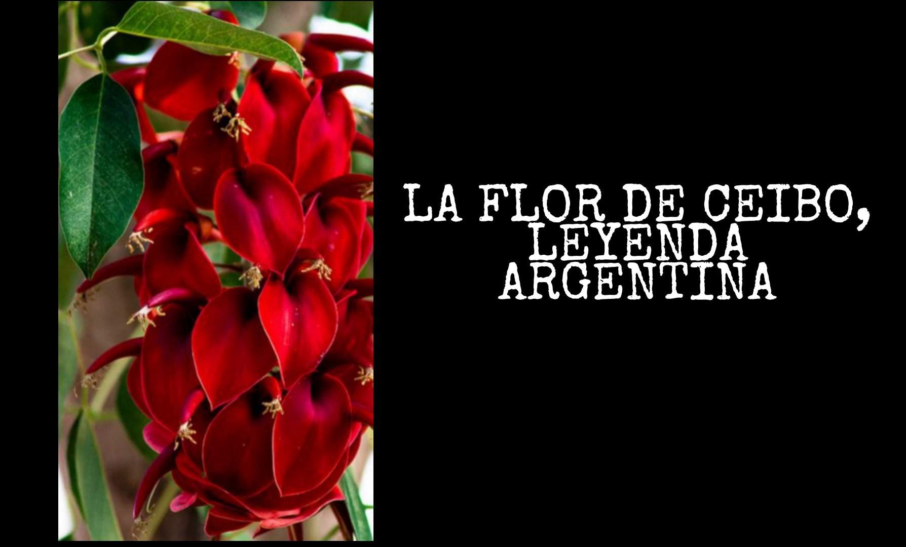 LA FLOR DE CEIBO, LEYENDA ARGENTINA | Wicca y Paganismo Amino