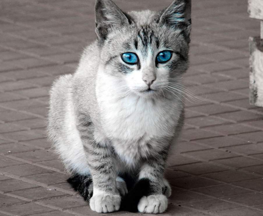 Породы котов с голубыми глазами. Порода Охос азулес. Порода кошек Охос азулес. Оху азелес порода кошек. Порода кошек Охус асулес.