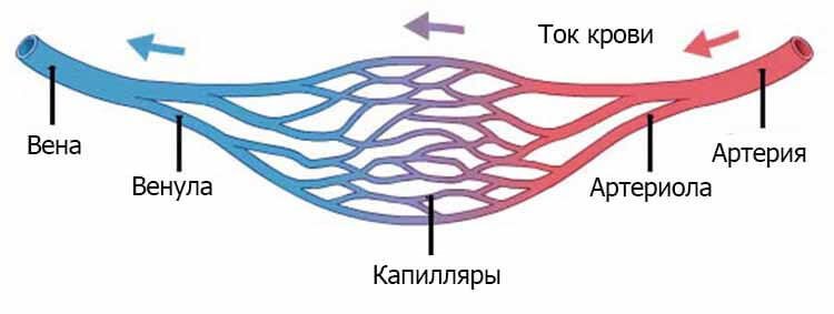 Капилляр вена артерия