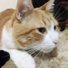 amino-Gato_5000 #Gato-ced53563