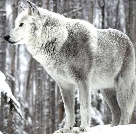 Silver Wolf Theriotype | Wiki | Therian ☾ Community Amino