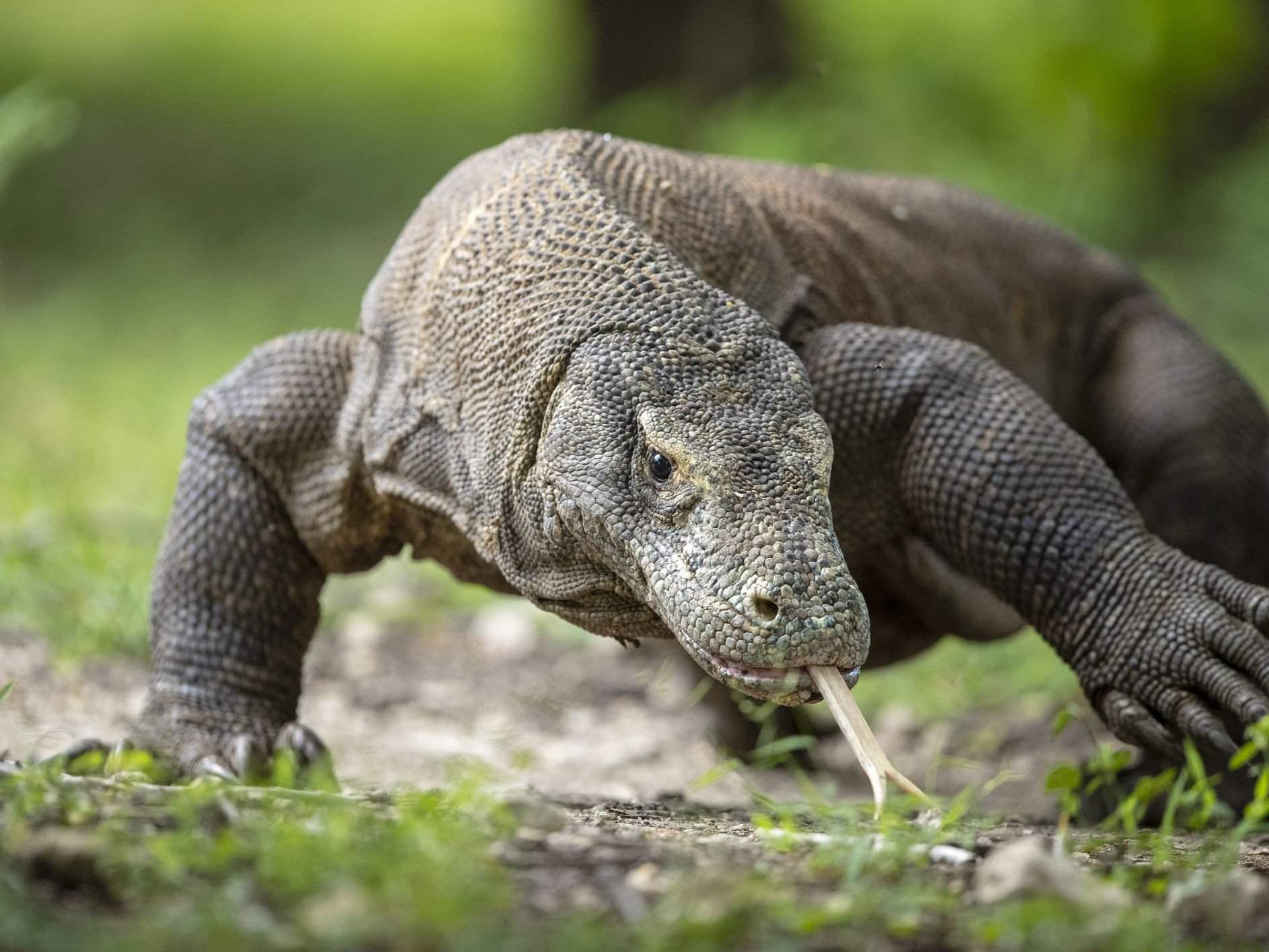 Komodo Dragon | Wiki | Biology/Zoology Amino Amino