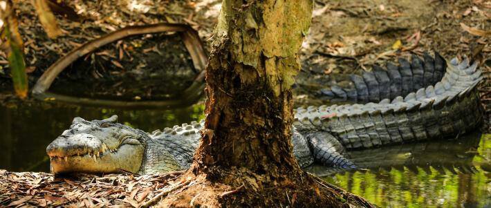 Saltwater Crocodile | Wiki | Therian ☾ Community Amino