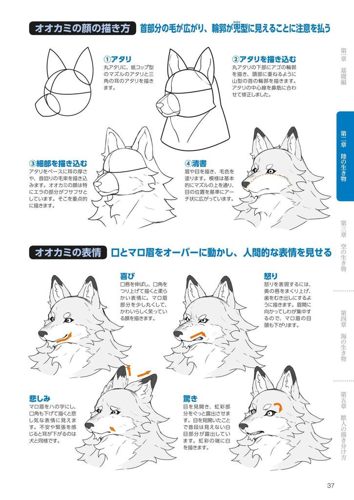 How to Draw Kemono P3 Wiki Furry Español Amino