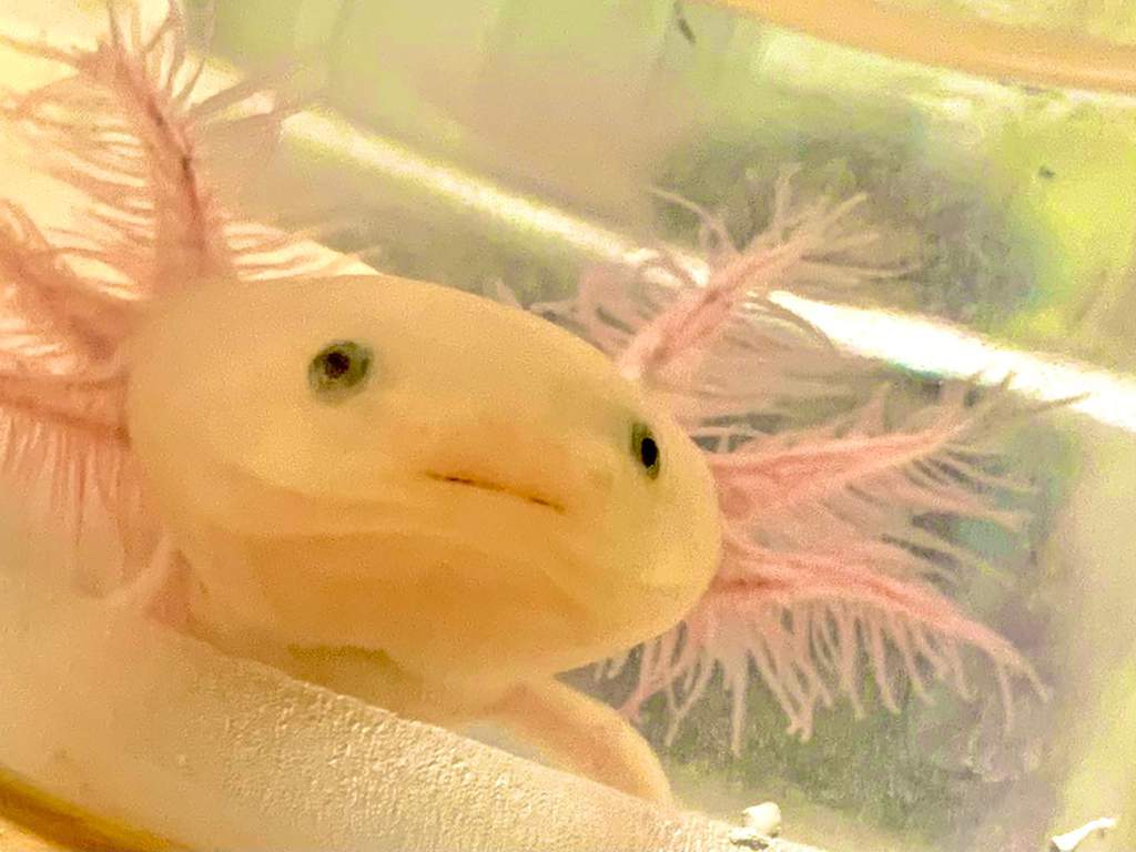 Axolotl Love Fishkeepers Amino Amino