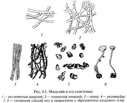 Строение и примеры грибов