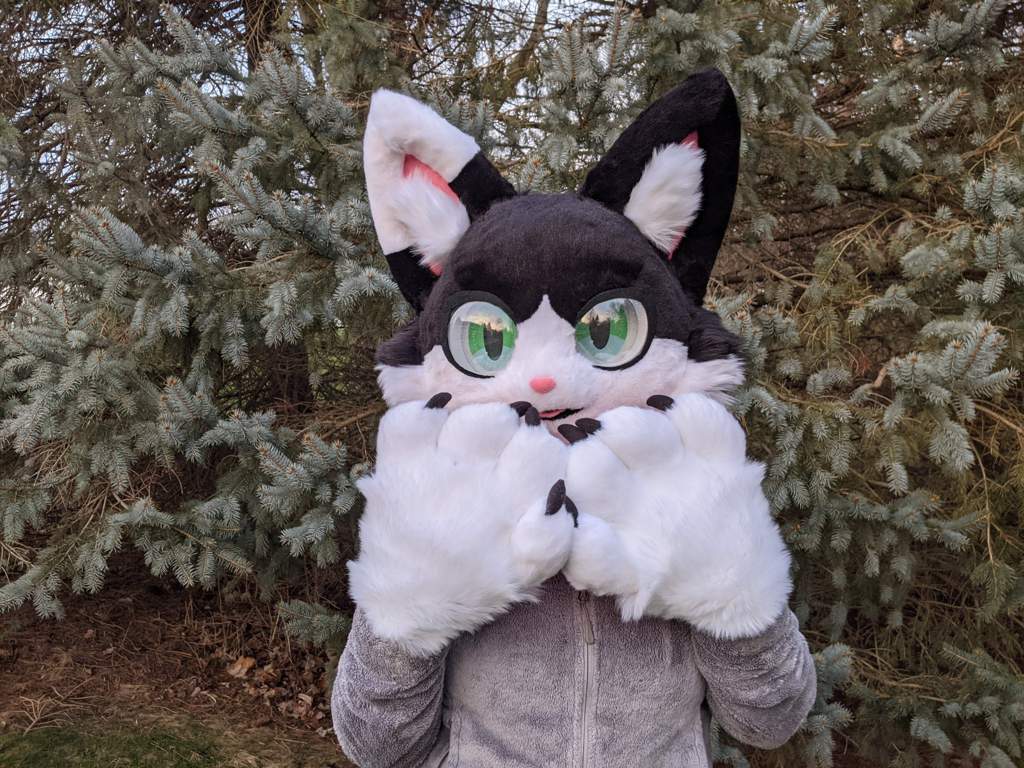 Kemono Housecat Premade 😺 [For Sale] | Fursuit Maker Amino Amino