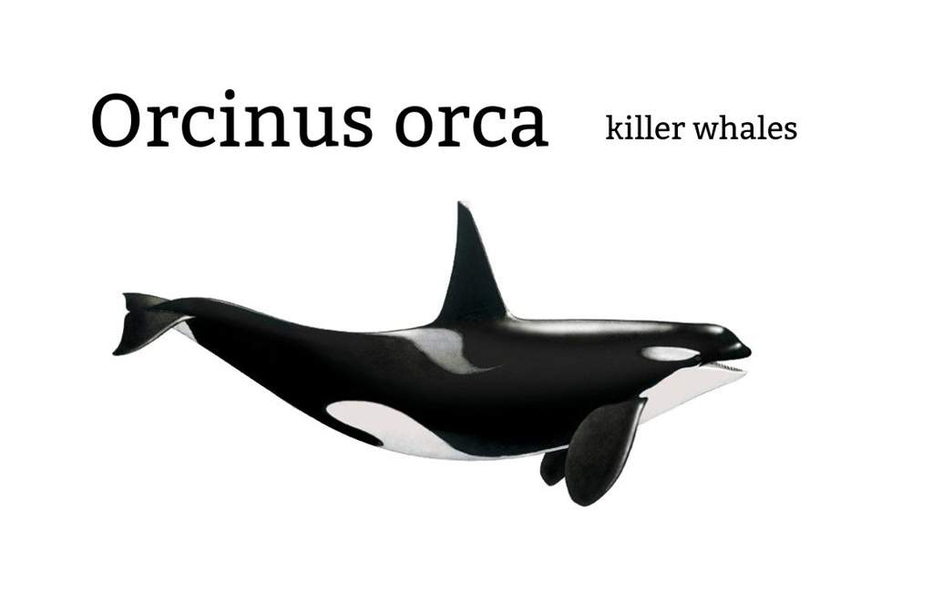 orcas-classification-aj-amino-amino