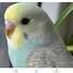 amino-koutie the budgie-961315d0