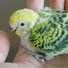 amino-crazy budgie lover 🐦🦜-a9034951