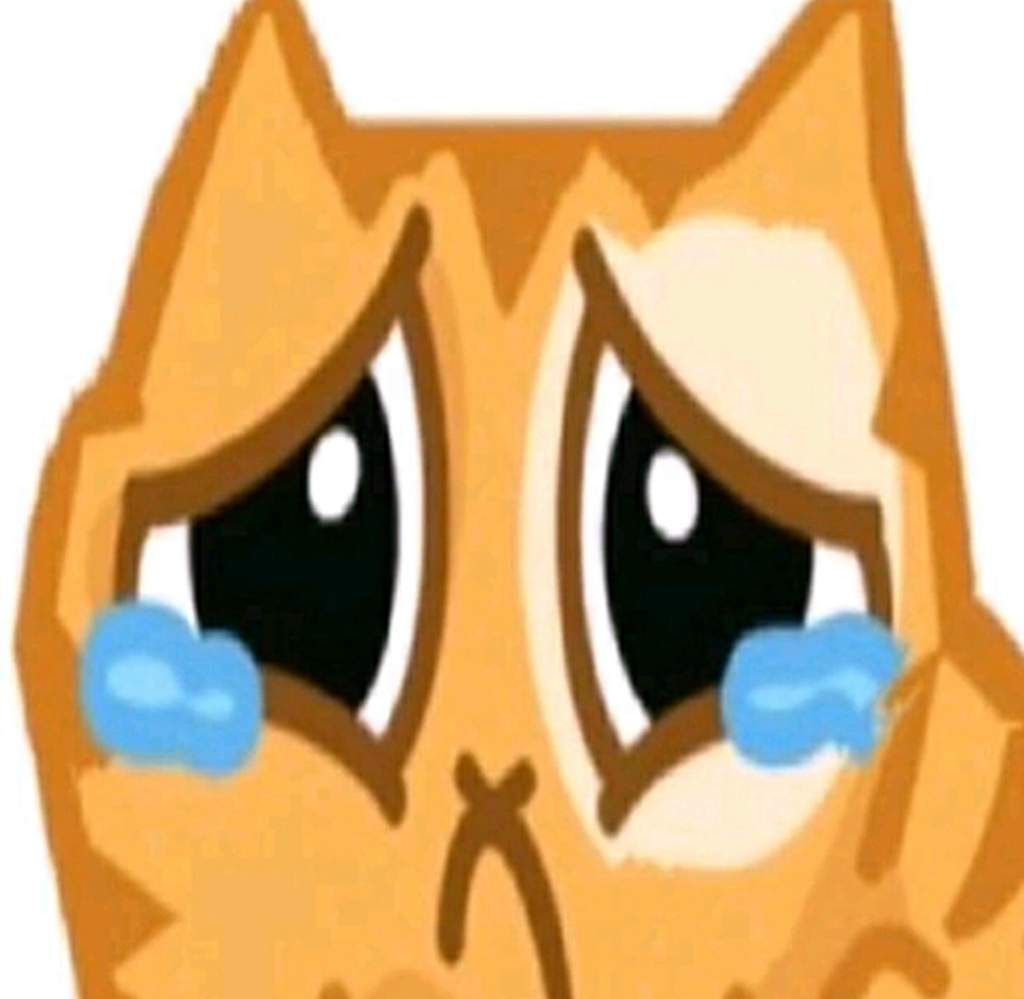 Кот персик плачет