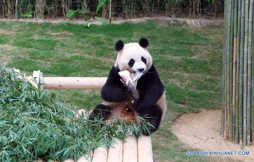 Flora y Fauna de Corea del Sur Aprende Coreano Amino Amino Flora y Fauna de Corea del Sur Aprende Coreano Amino Amino