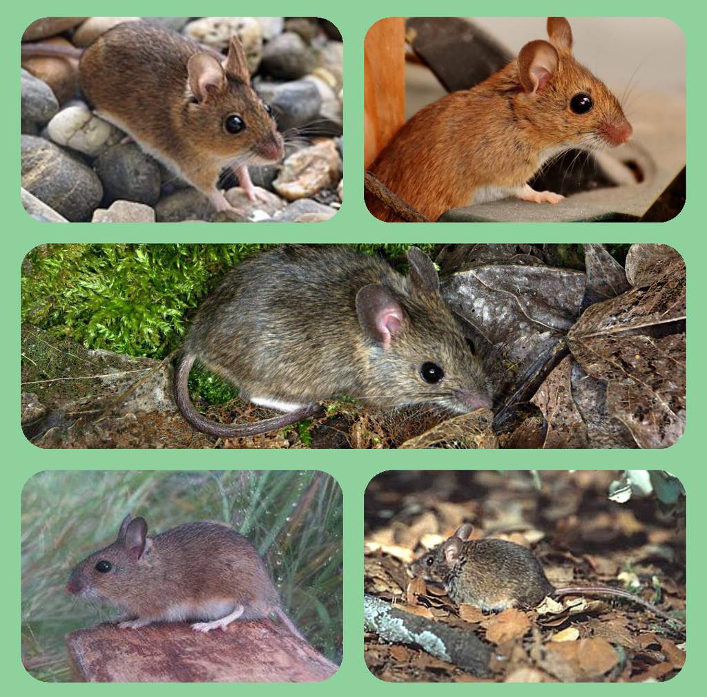 Flora y Fauna de Corea del Sur Aprende Coreano Amino Amino Flora y Fauna de Corea del Sur Aprende Coreano Amino Amino