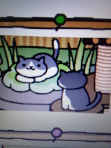 little buddy neko atsume rascal