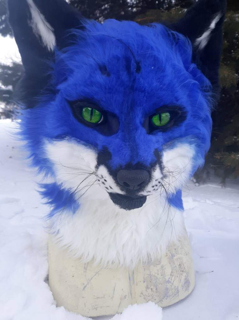 Realistic blue fox fursuit head and matching tail | Furry Amino