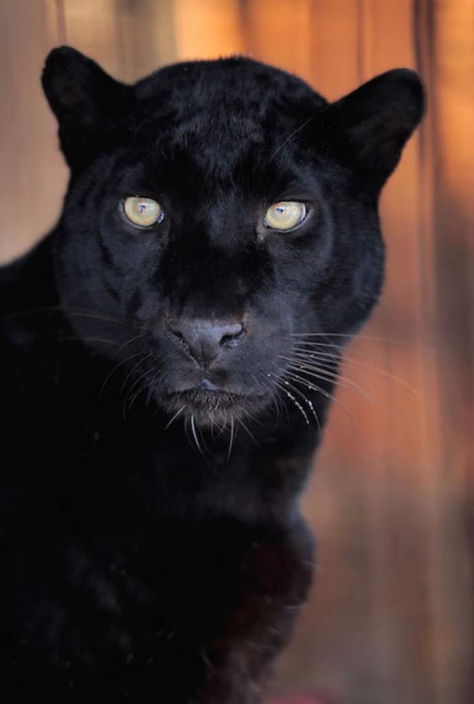 Panther Spirit Animal | Wiki | The Witches Lair Amino