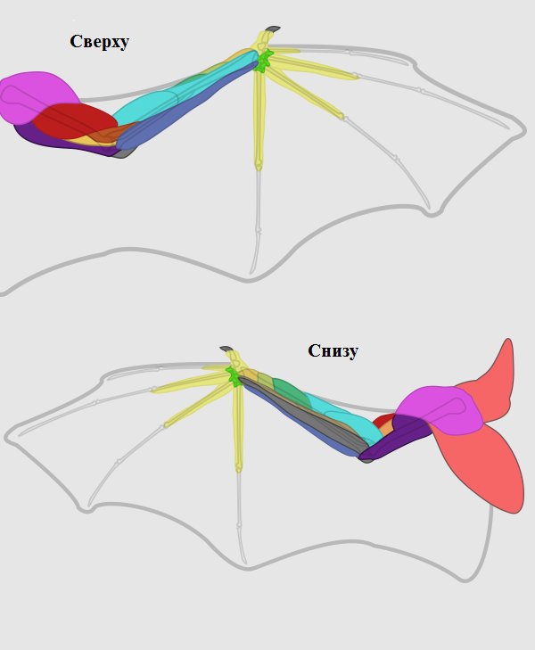 Крылья в теле человека. Аэродинамика крыла летучей мыши. Крылья летучей мыши рефренс. Рукокрылые анатомия референс. Анатомия крыла летучей мыши для рисования.